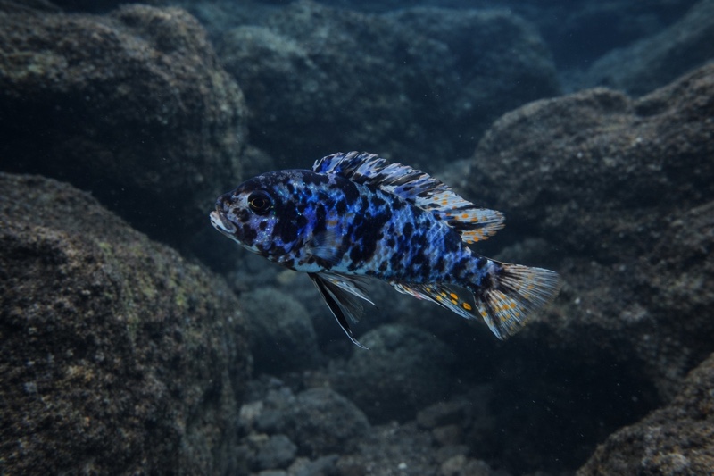 Maylandia zebra 'Londo Bay'